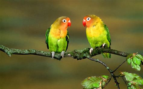 Parrot Wallpapers - Wallpaper Cave