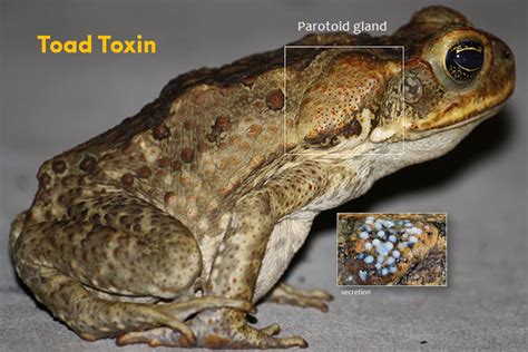 PlatypusWatch – Adult → Cane Toads in Australia - Watergum