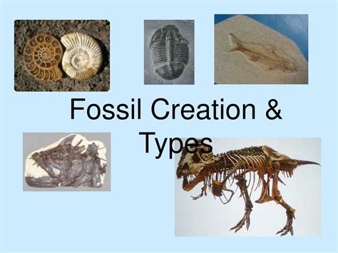 Fossils types, mold, cast, petrified wood and Fossil of a complete body | Science online