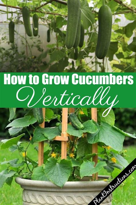 How to Grow Cucumbers Vertically | Growing cucumbers vertically ...