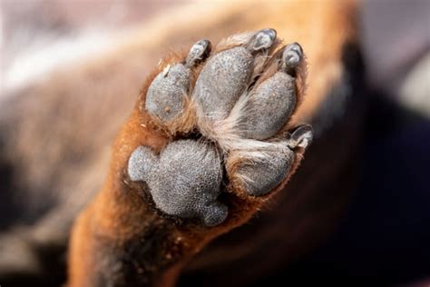 How to Keep Your Dog’s Paw Pads From Tearing or Getting Cut While Walking ...