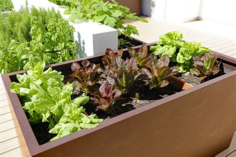 Grow your Own Food with Vegetable Planter Boxes - Home Improvement WOW