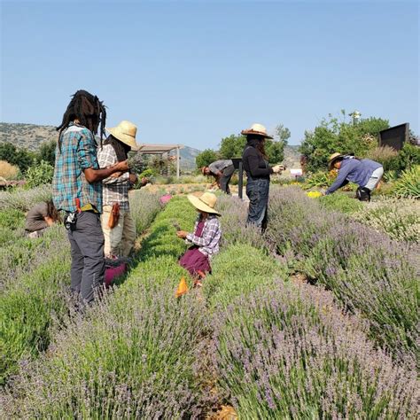 An Introduction to Urban Agriculture - Nest Realty Blog