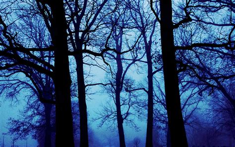 Foggy Forest Landscape Print Photograph by Jacob Folger - Fine Art America