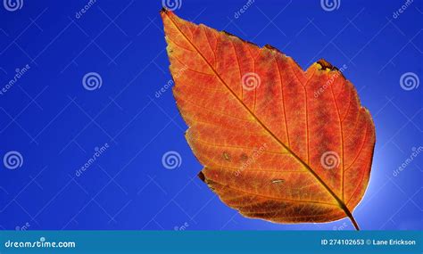 Detailed Closeup of Single Fall Leaf with Background Stock Image - Image of green, sunlight ...