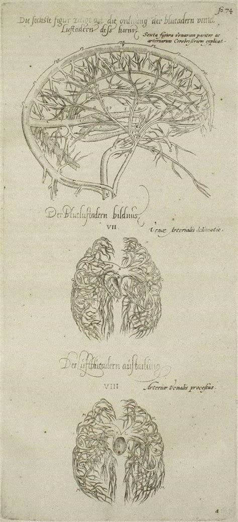 Andrea Vesalio - The Brain - De Humani Corporis Fabrica by Andrea Vesalio - 1642 For Sale at 1stDibs