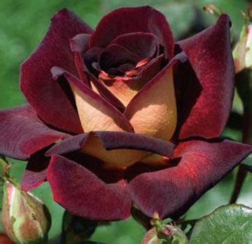 Southern California Gardening: New Rose Varieties for 2013