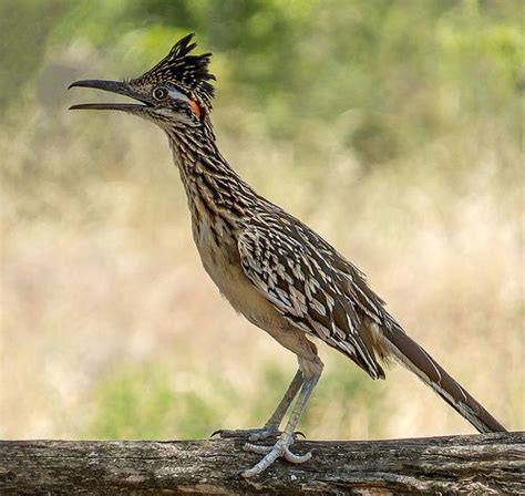 10 Charming Animals Whose Names Begin with The Letter R | Road runner ...