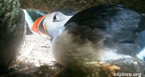 The Quiet Life: Cute overload: Live cam of Puffin burrow