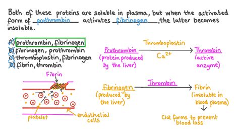 Question Video: Describing the Solubility of Certain Blood Plasma Proteins in Their Inactive ...