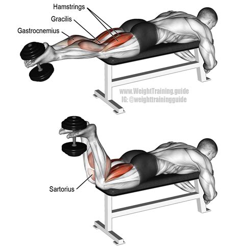 Dumbbell leg curl. An isolation exercise. Target muscles: Hamstrings ...