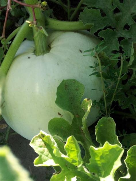 Growing Pumpkins in Containers | HGTV