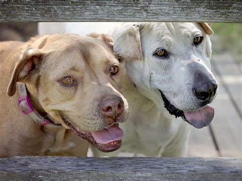 'No dog should die alone': Photographer promotes senior pet adoption | My friend Lori Fusaro and ...