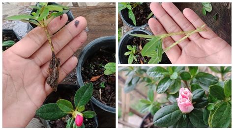 How to Propagate Azaleas From Cuttings - Back Gardener