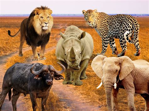 Africa's rich wildlife: Home to the majestic "big five" - Radar Africa