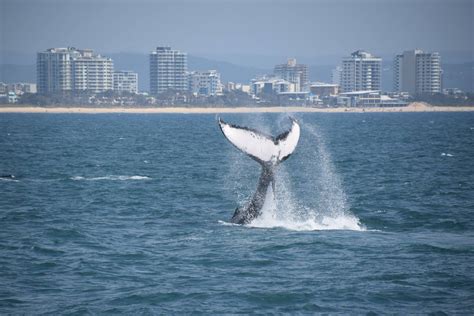 Mooloolaba Whale Watching Cruise - Tourism Town - The Tourism Marketplace - Find and book ...