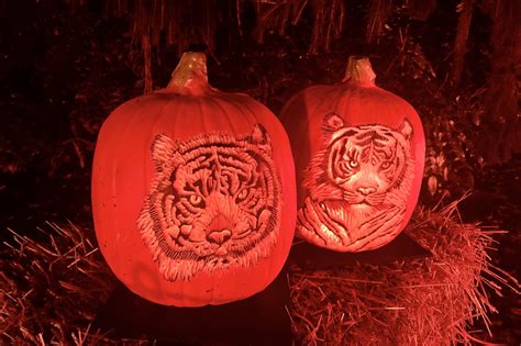 2023 Bronx Zoo Pumpkin Nights: Dates, Tips and Photos | The Exploreist