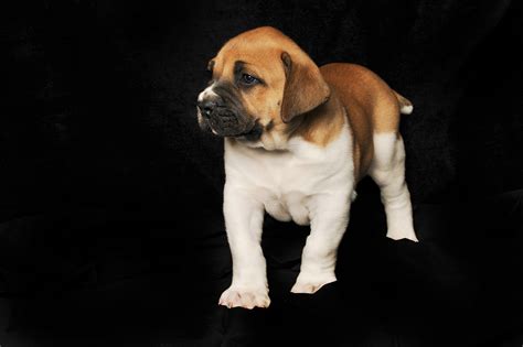 Zeus the Piebald Boerboel Puppy at 5 Weeks | Boerboel puppies, Boerboel, Puppies