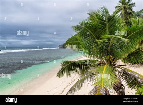 Palm trees on ocean beach Stock Photo - Alamy