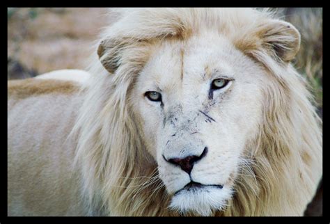 Wallpapers Of White Lion - Wallpaper Cave