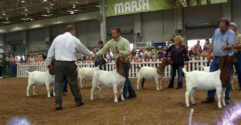 Boer Goat Showmanship | Boer goats, Goats, Show goats