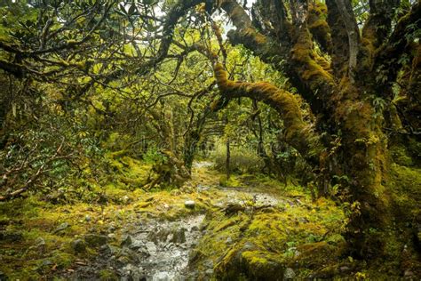 Beautiful Forest Landscape, Sikkim, India Stock Photo - Image of moss ...