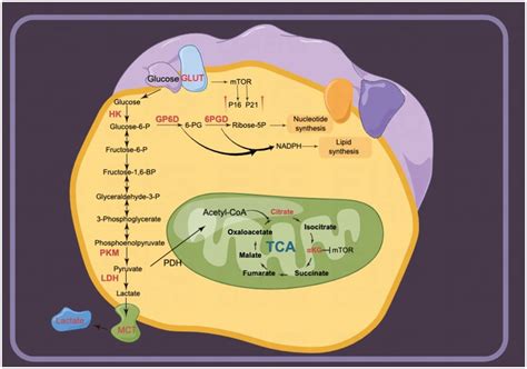 Frontiers | Lipid and glucose metabolism in senescence