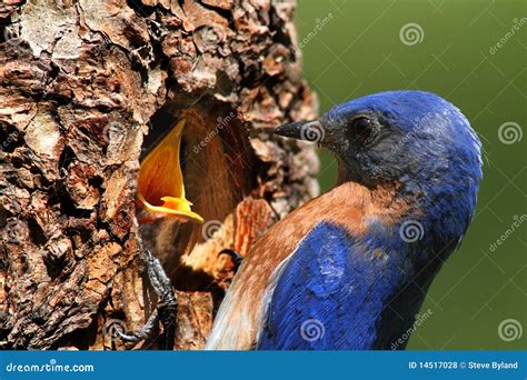 Male Eastern Bluebird Feeding A Baby Royalty Free Stock Photos - Image ...