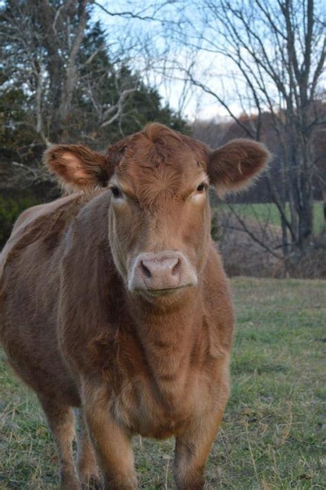 Fescue foot reported in Missouri cattle – Successful Farming – African Farmers Journal