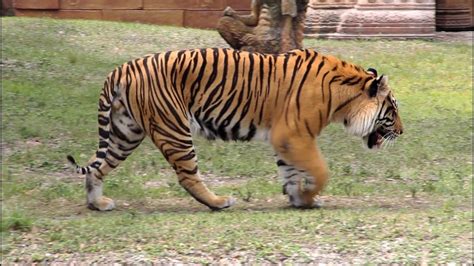 Bengal Tiger Roar and Grooming - HD Video - YouTube