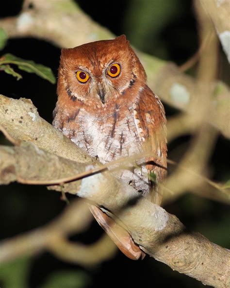 Birding Poole Harbour & Beyond: 29 March 14 - Indian Owl Fest