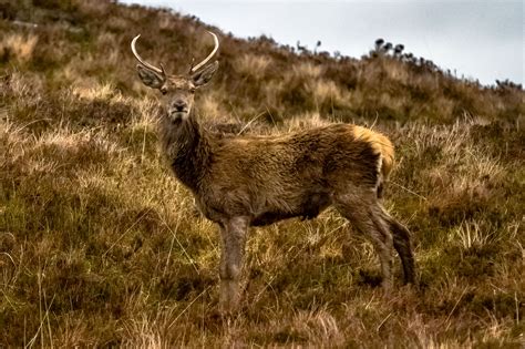 Red Deer in camouflage, Highlands, Scotland by Europe Trotter - Photo 127445479 / 500px