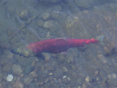 Spawning Salmon Free Stock Photo - Public Domain Pictures