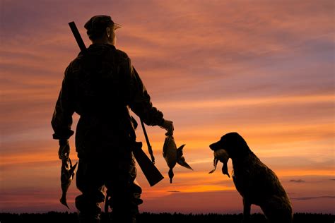 Hunting Dogs: 27 Breeds That Make The Ultimate Hunting Companion • Air ...