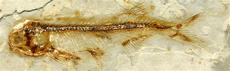 Lycoptera davidi (fossil fish) (Jehol Lagerstätte, Yixian Formation ...