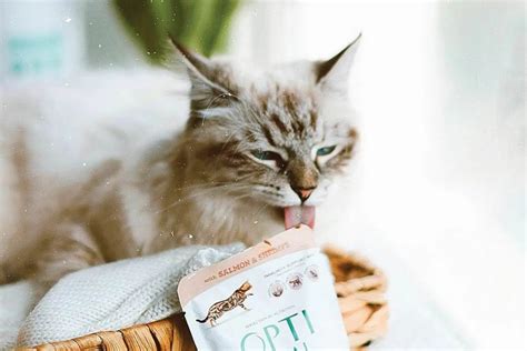 Probiotics for Cats: What Are They & Does My Cat Need Them? – Optimeal