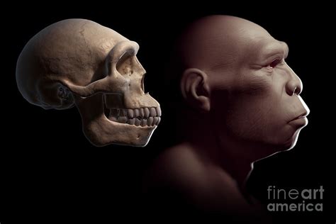 Homo Erectus With Skull Photograph by Science Picture Co - Pixels