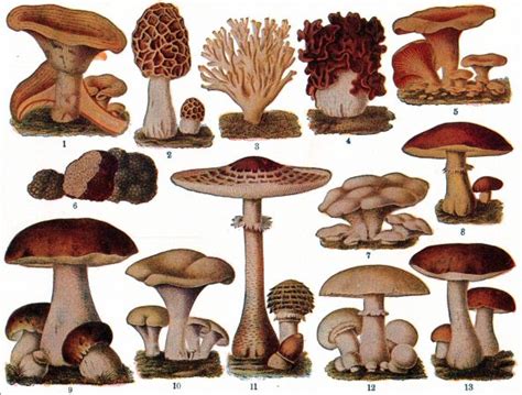 Complete Guide - Different Types of Mushrooms | GARDENS NURSERY