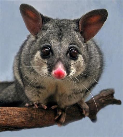 Brush Tail Possum - Australia | Australian native animals, Australian ...