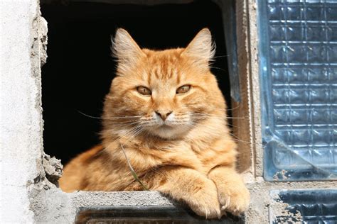 10 Fun Facts About Ginger Cats