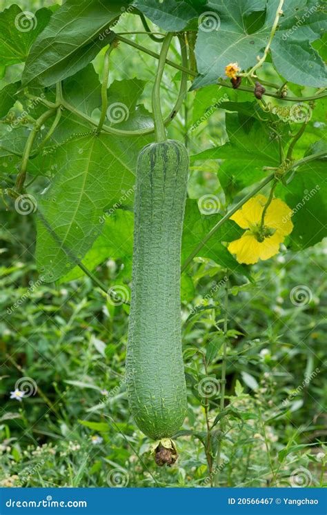 Loofah Plant Royalty Free Stock Photography - Image: 20566467