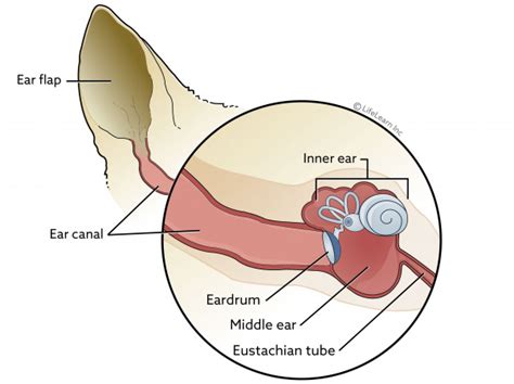 Inner Ear Infection (Otitis Interna) in Cats | VCA Animal Hospital