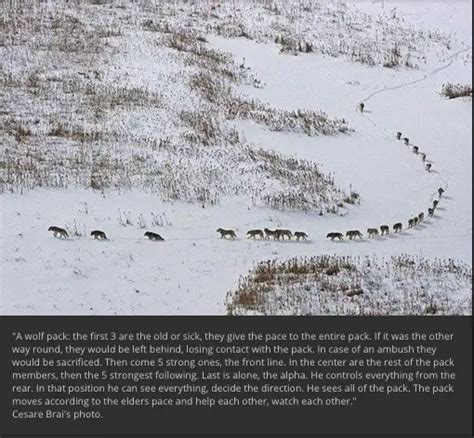 Photograph of a Wolf Pack Explains ‘Alpha’ Behavior? – Truth or Fiction?