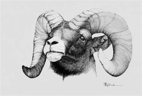 Ram Drawing Reference and Sketches for Artists