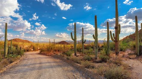 Saguaro National Park | Tucson, Arizona | Attractions - Lonely Planet