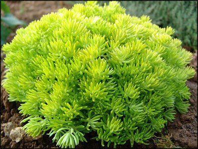 Succulent: Sedum Lemon Ball (5.5" Pot) | Plants, Planting succulents, Landscaping plants