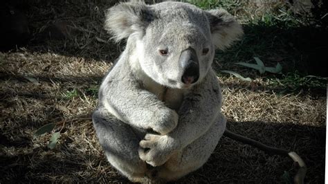 Where Do Koalas Live? Basic Things about Habitat Range of Australian Marsupials - YouTube