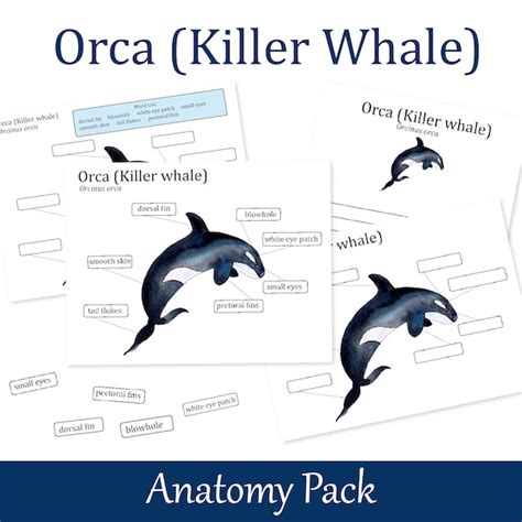 Orca Learning - Etsy