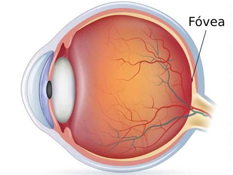 ¿Qué es la FÓVEA DEL OJO? - Área Oftalmológica Avanzada