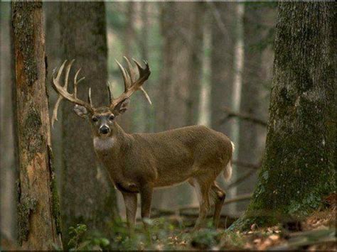 Deer Hunting Tips and Tricks. Venison Stew Recipe And A Great Deer ...